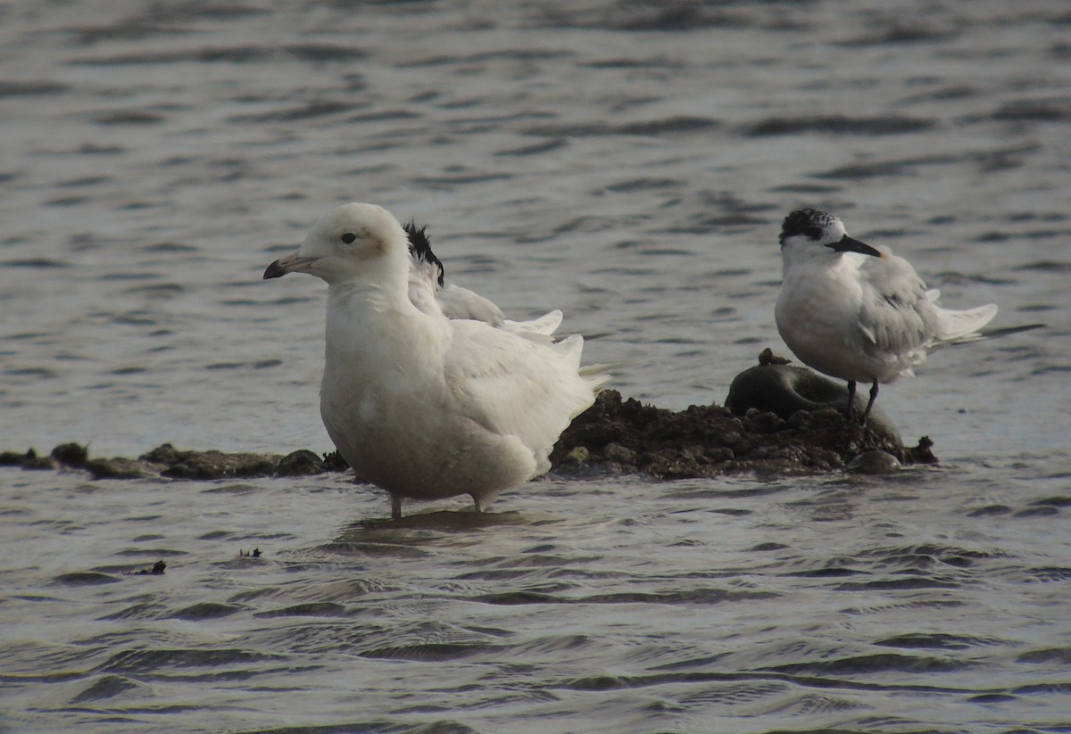 Iceland Gull - ML638352511