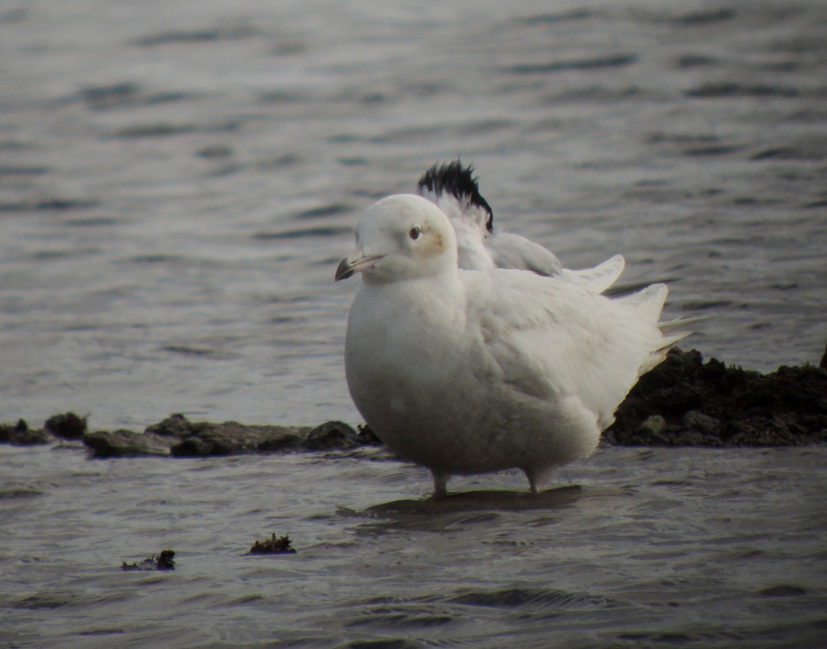 Iceland Gull - ML638352512