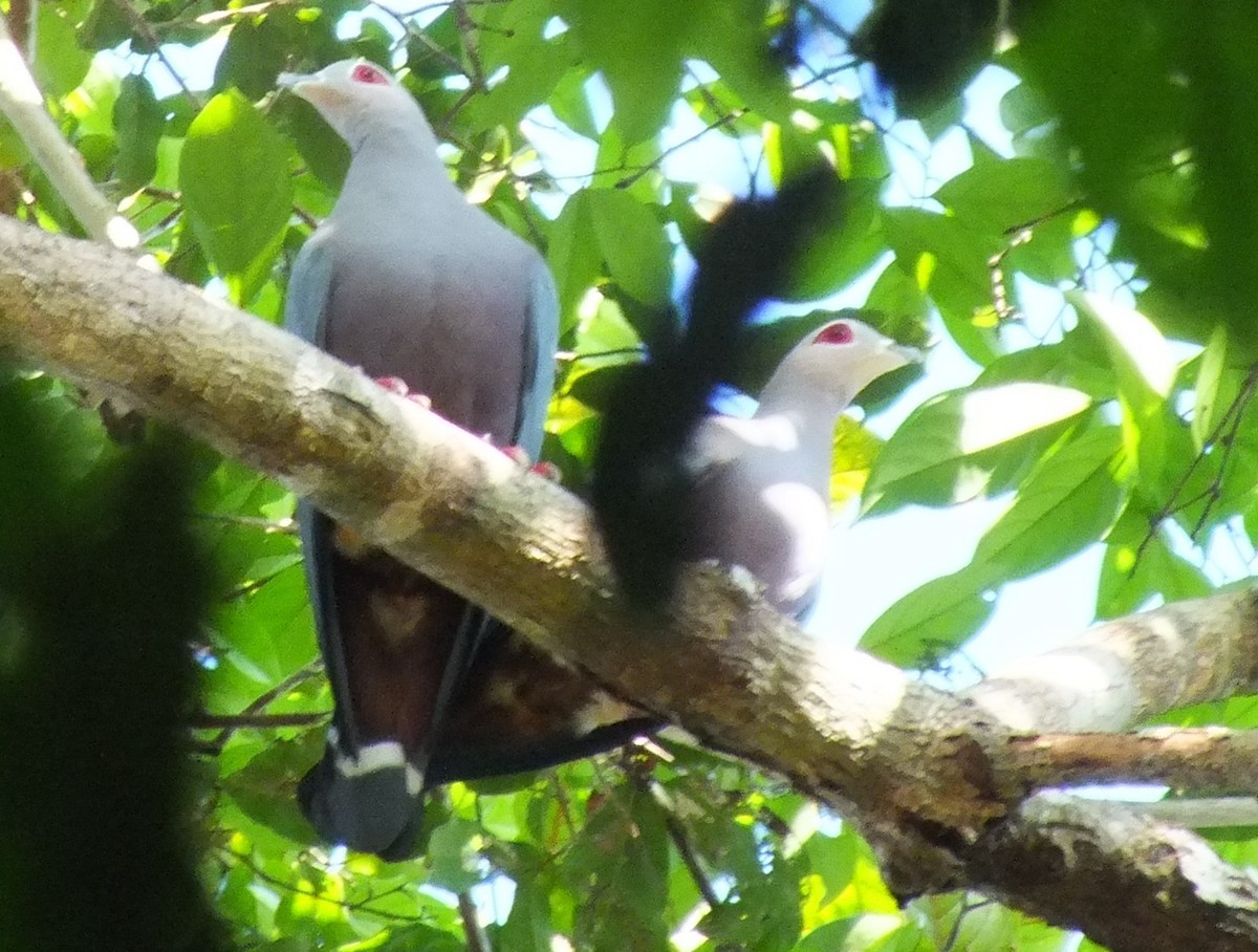 Pinon's Imperial-Pigeon - ML638352526