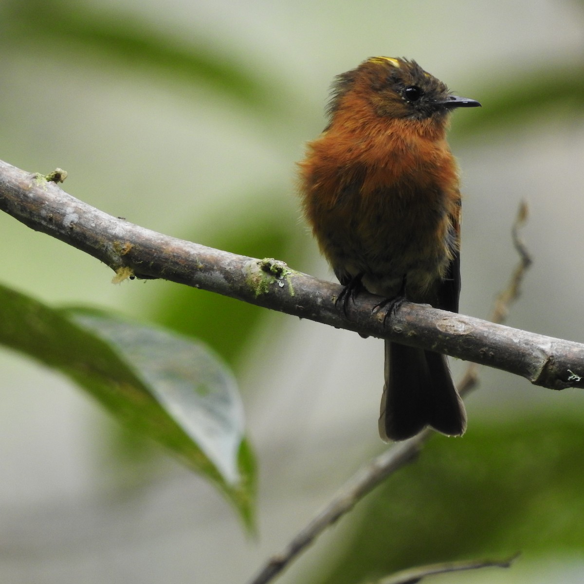 Birro Chico - ML638352532