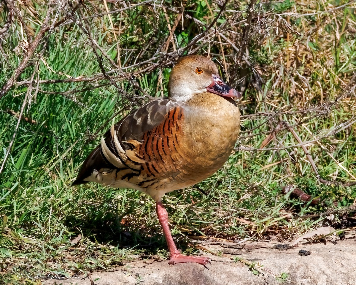 Plumed Whistling-Duck - ML638352533