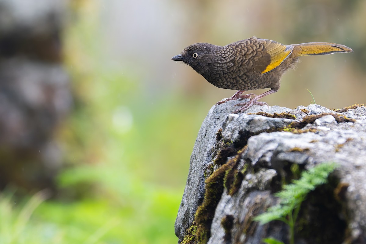 Scaly Laughingthrush - ML638352549