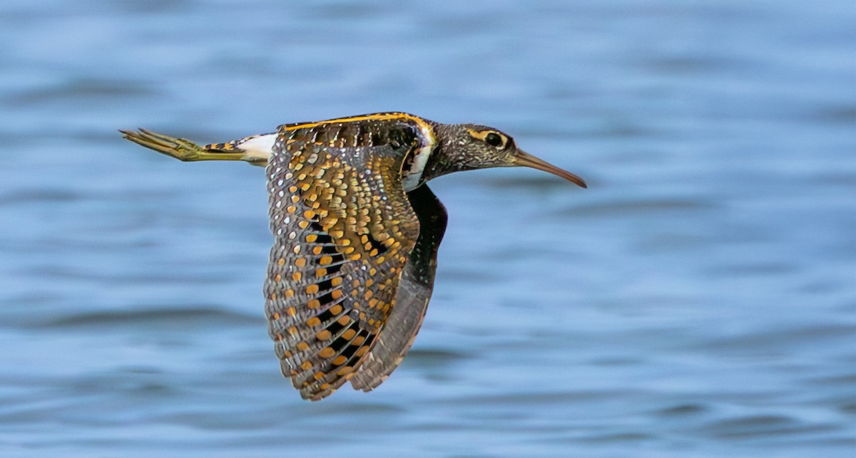riksesnipe - ML638352561