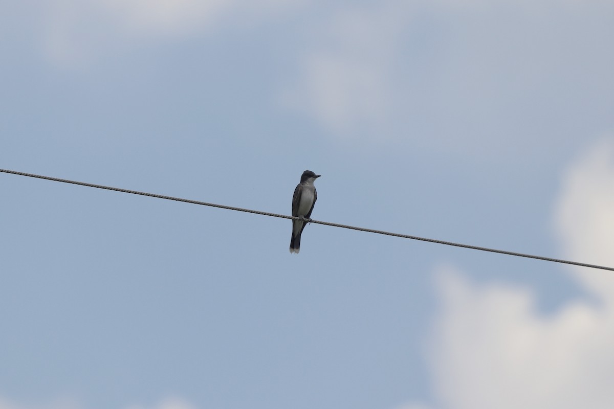 Eastern Kingbird - ML638352565