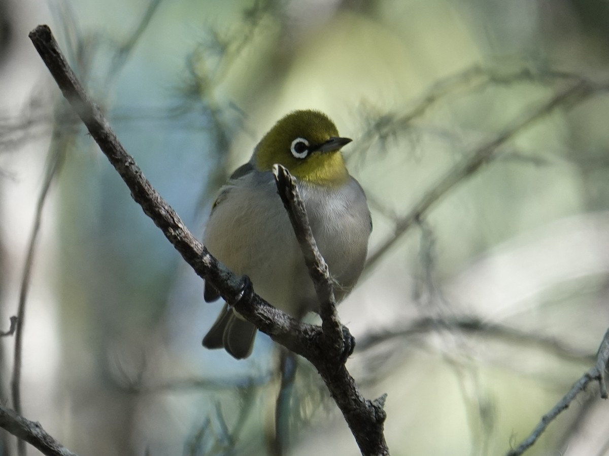 Graumantel-Brillenvogel - ML638352573