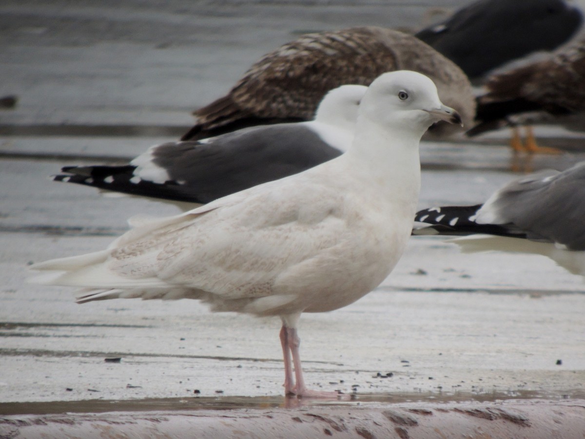 Iceland Gull (glaucoides) - ML638352577