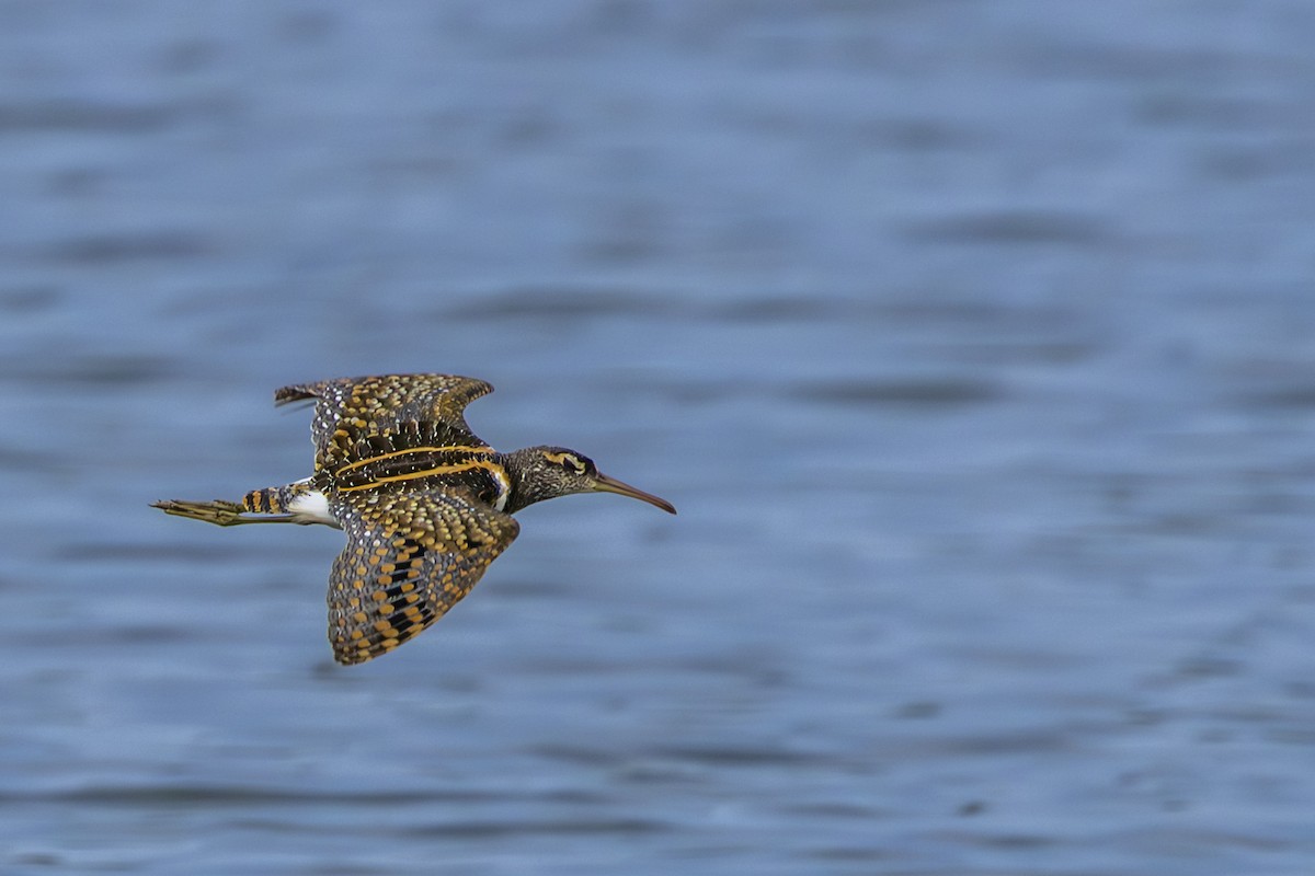 riksesnipe - ML638352589