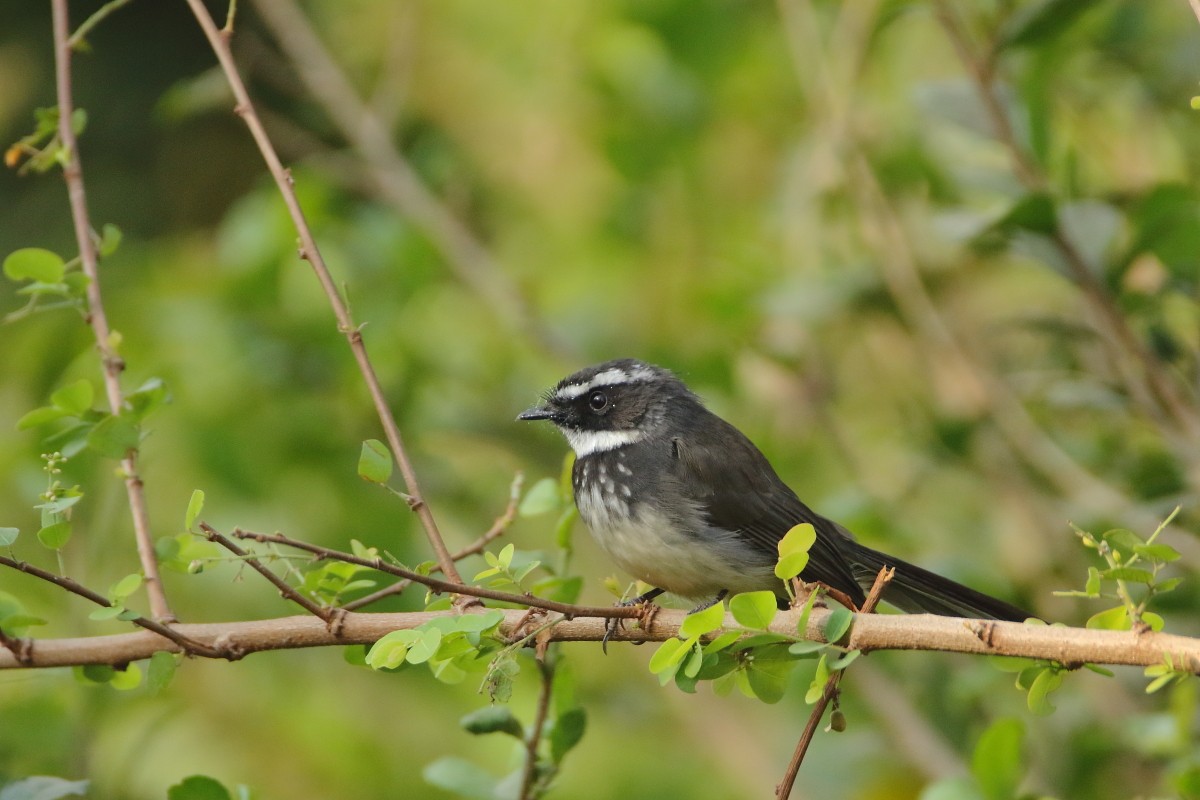 Spot-breasted Fantail - ML638352612