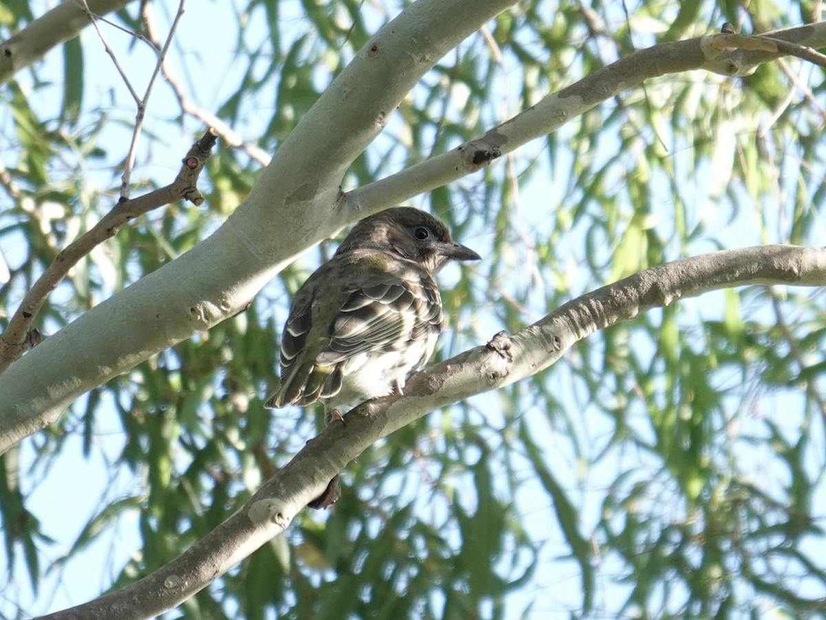 Australasian Figbird (vieilloti) - ML638352616