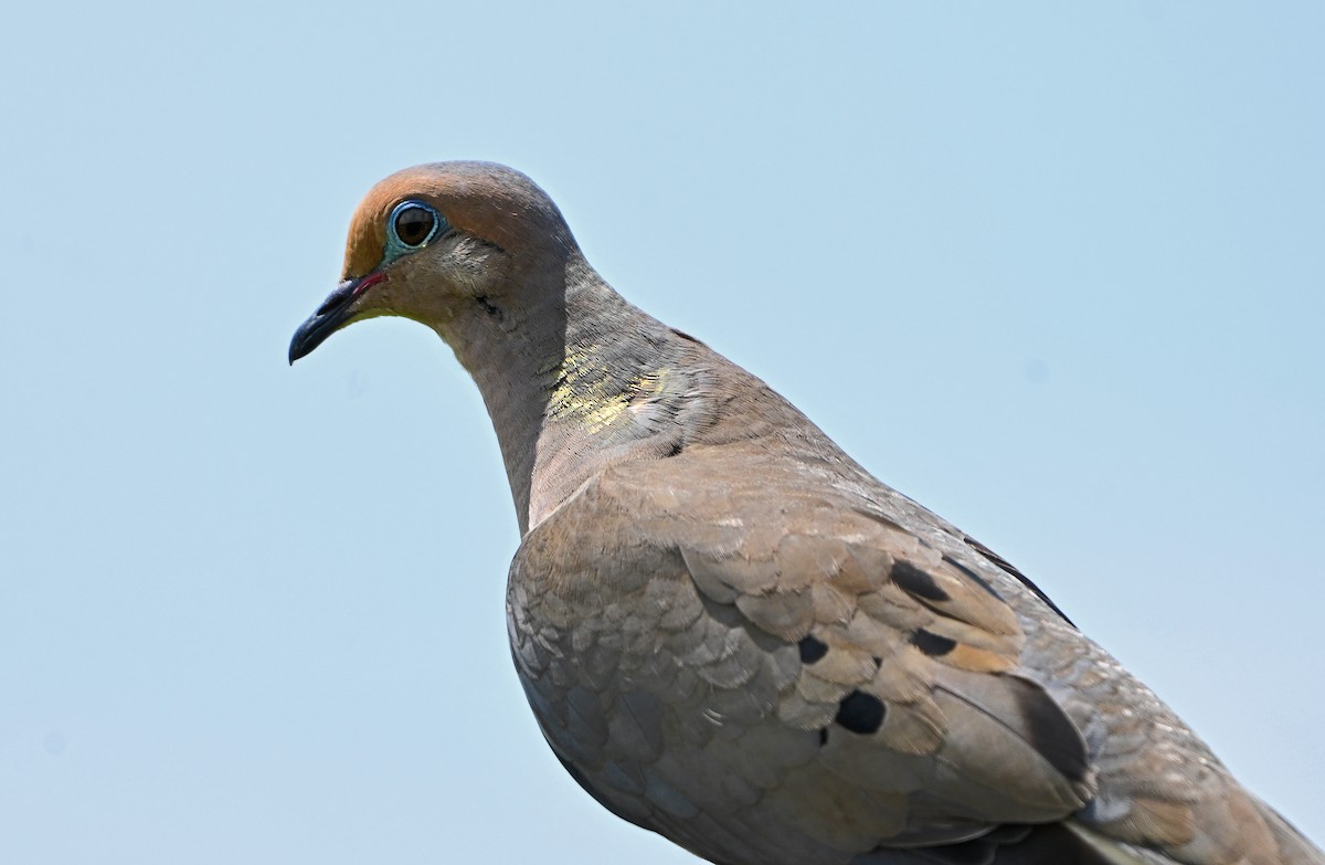 Uzun Kuyruklu Kumru - ML638352626