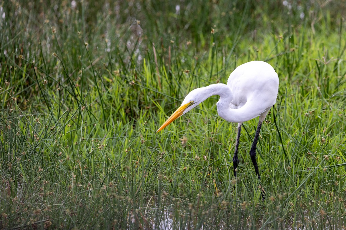 Grande Aigrette - ML638352630