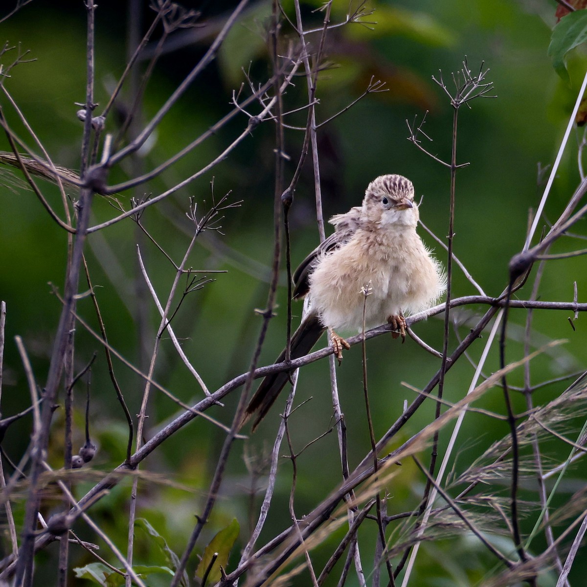 Common Babbler - ML638352638