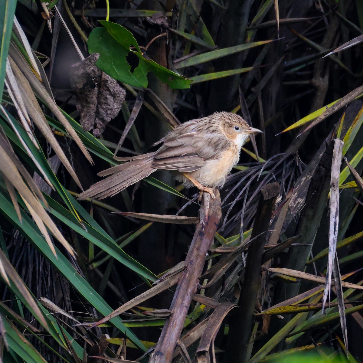 Common Babbler - ML638352639