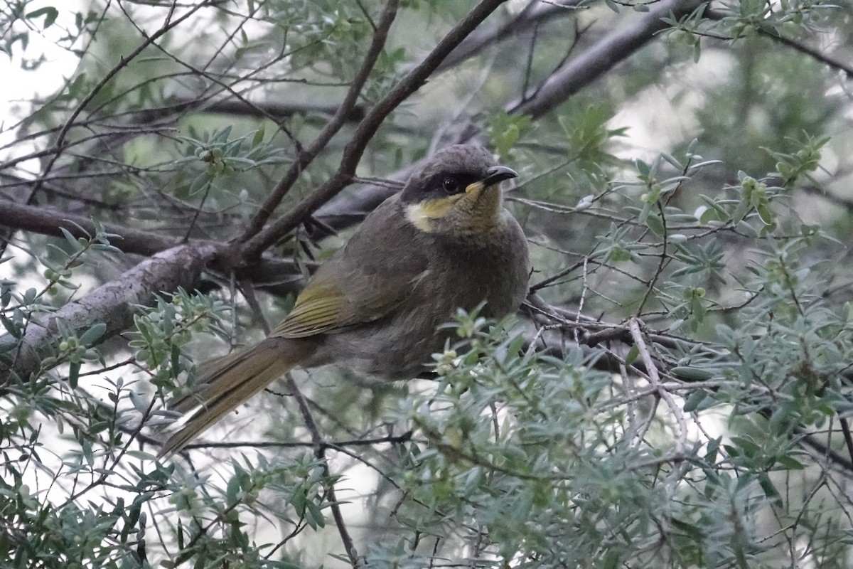 Mangrove Honeyeater - ML638352640