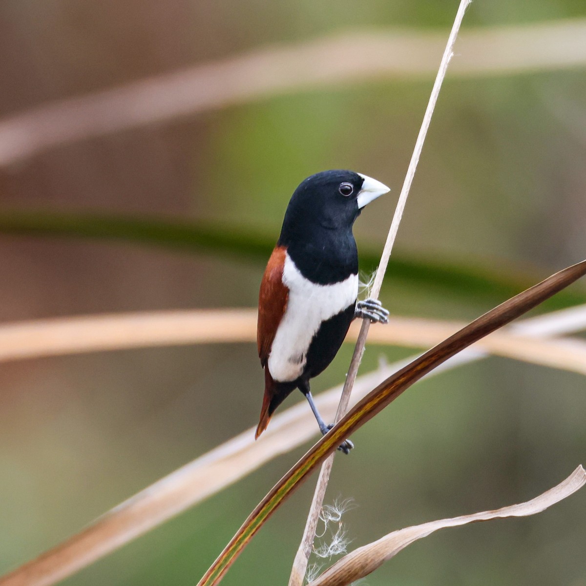 Tricolored Munia - ML638352645