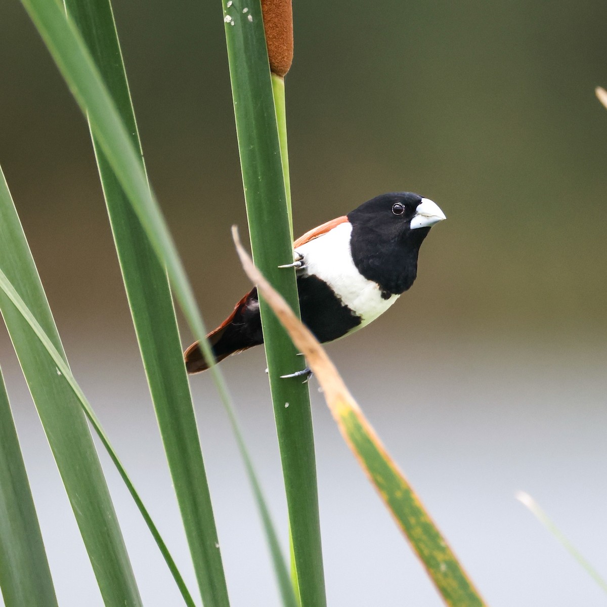 Tricolored Munia - ML638352646