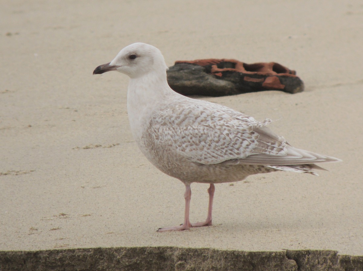 Iceland Gull (kumlieni) - ML638352658