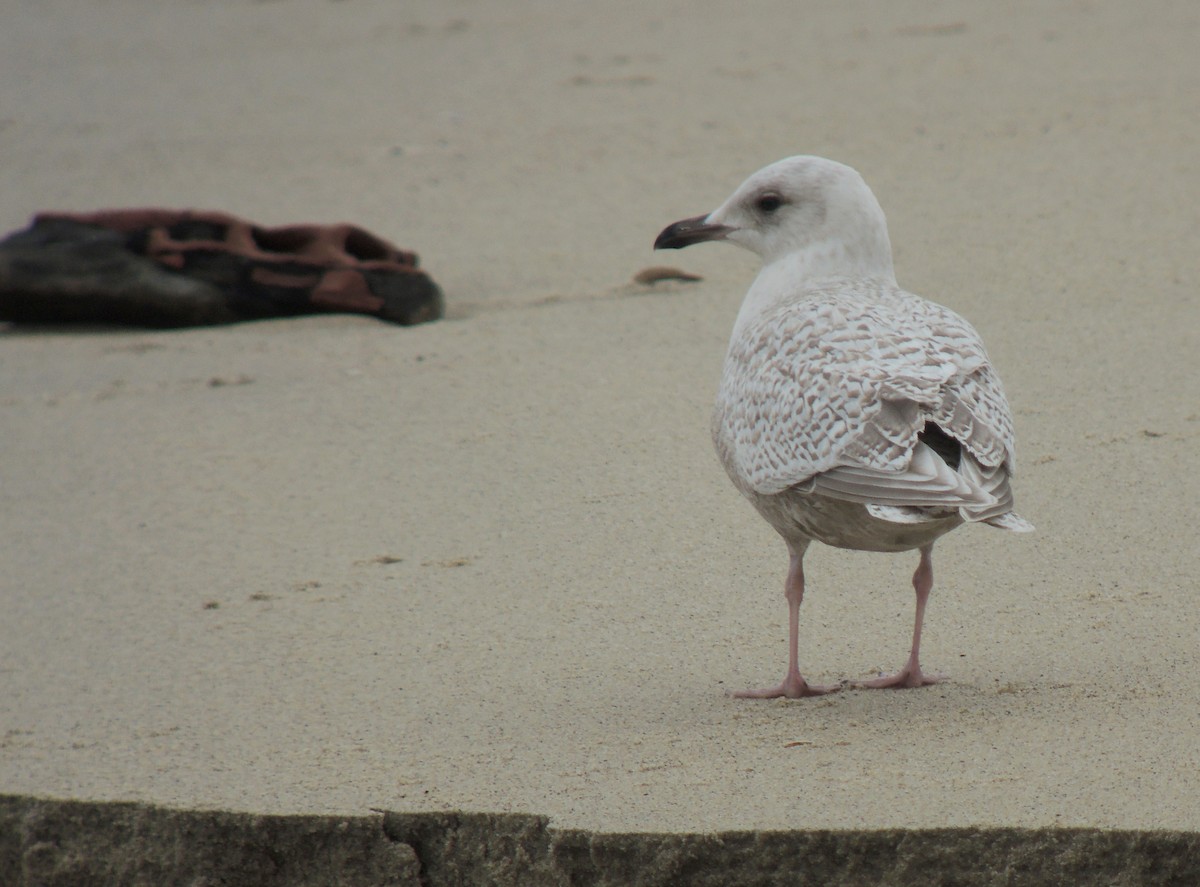 Iceland Gull (kumlieni) - ML638352659