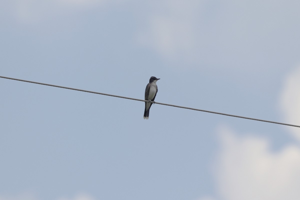 Eastern Kingbird - ML638352666