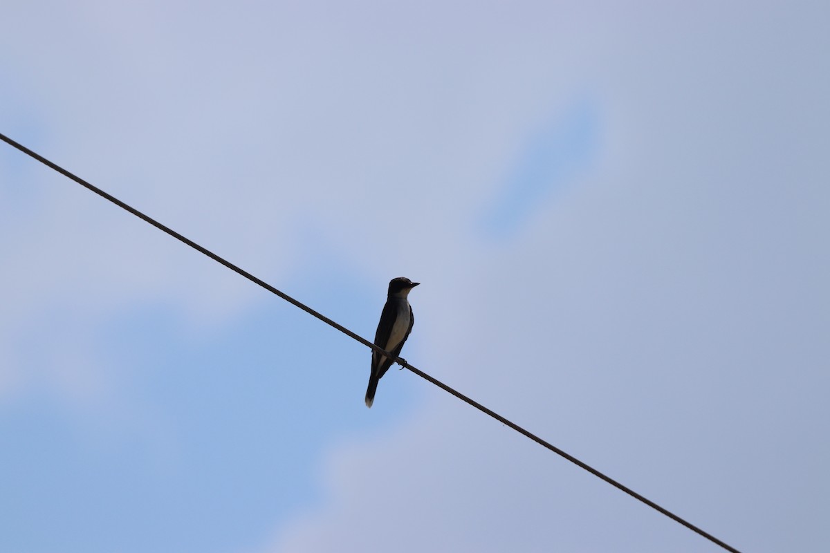 Eastern Kingbird - ML638352667