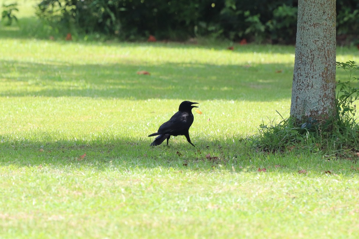 American Crow - ML638352669
