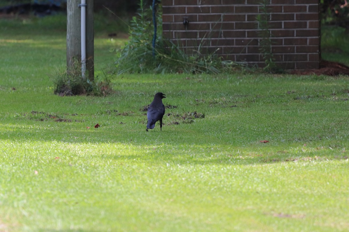 American Crow - ML638352670