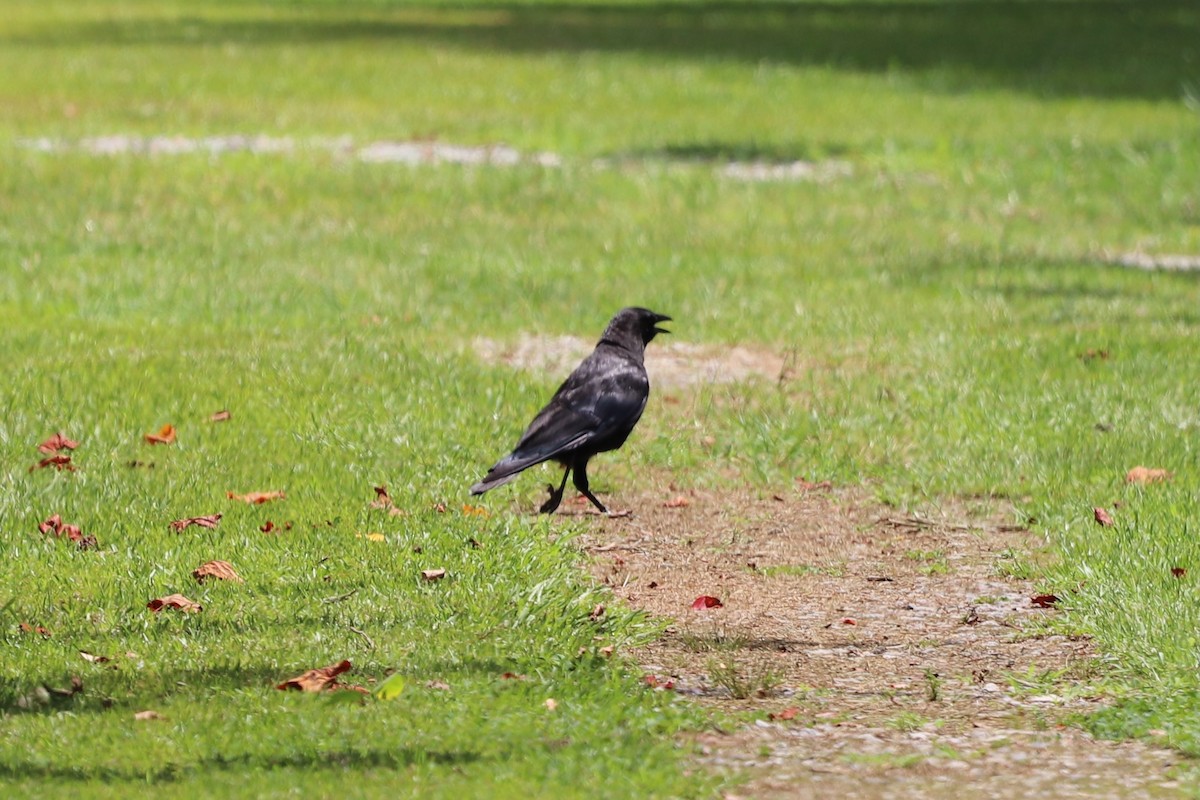 American Crow - ML638352671