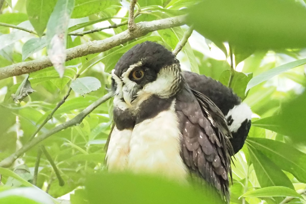 Spectacled Owl - ML638352672
