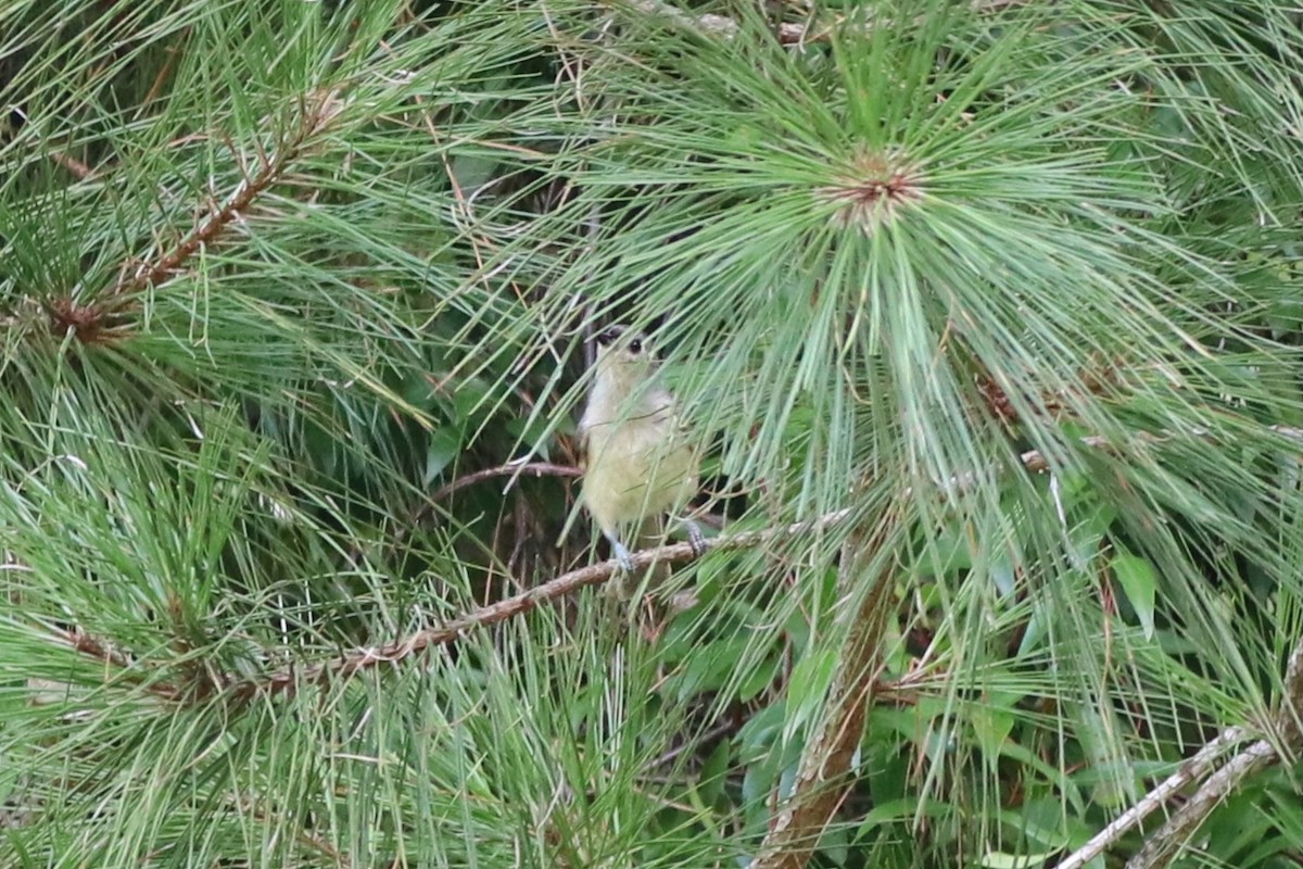 Tufted Titmouse - ML638352673