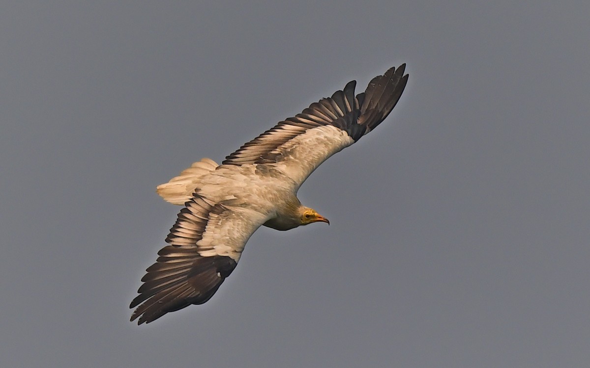 Egyptian Vulture - ML638352675