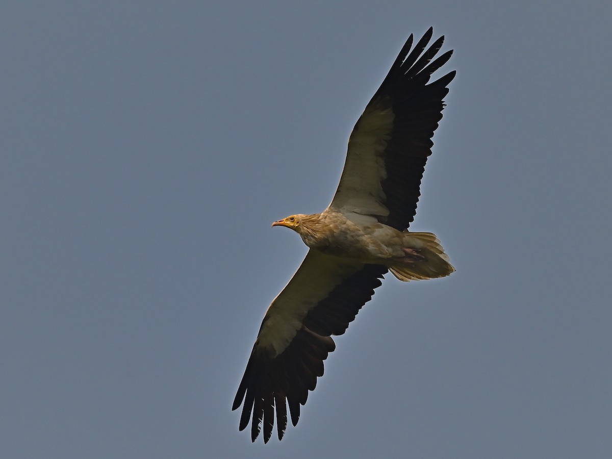Egyptian Vulture - ML638352676