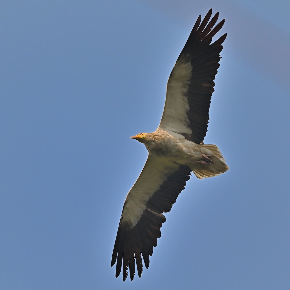 Egyptian Vulture - ML638352678