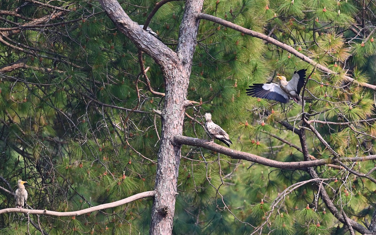 Egyptian Vulture - ML638352679