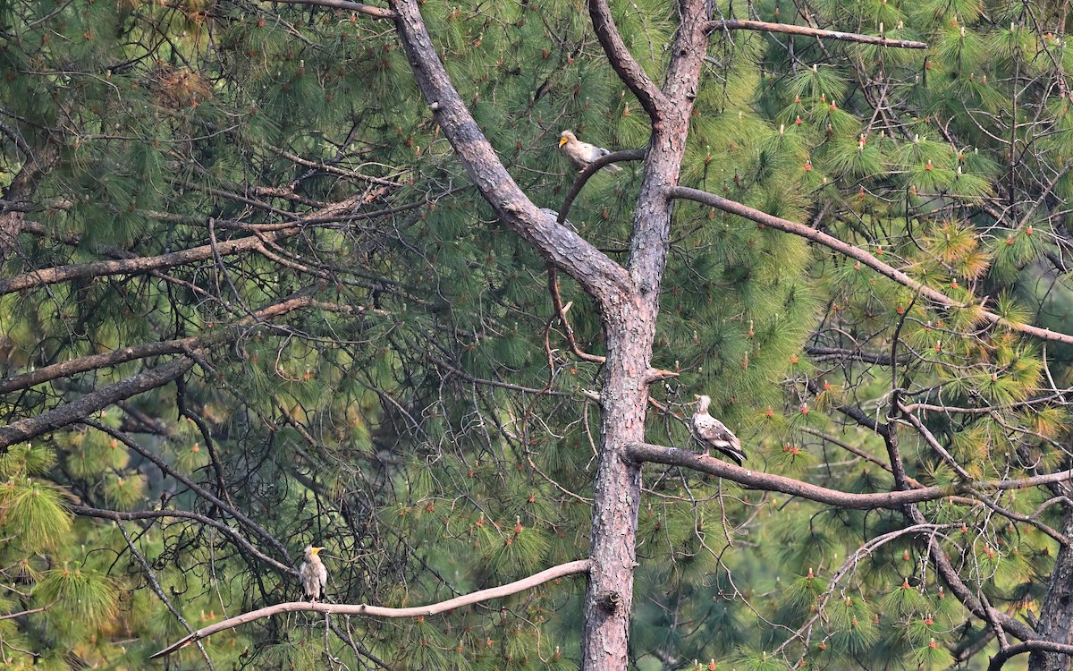 Egyptian Vulture - ML638352680