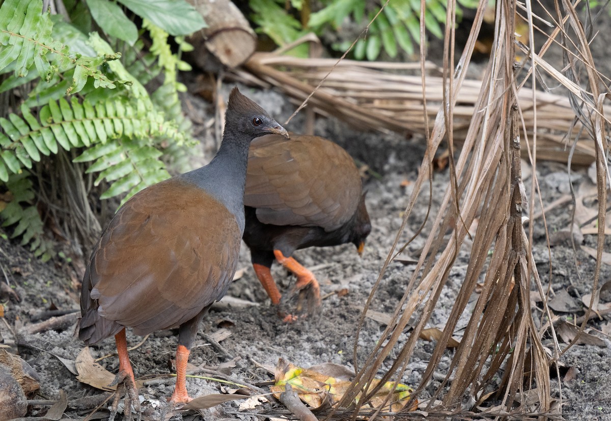 Orange-footed Megapode - ML638352682