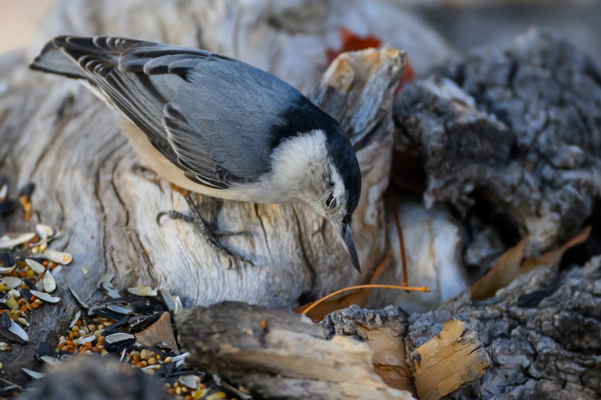 White-breasted Nuthatch - ML638352687