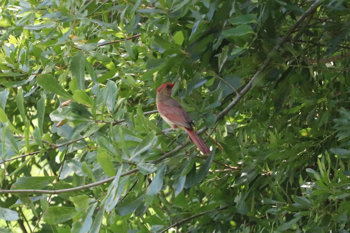 Northern Cardinal - ML638352712