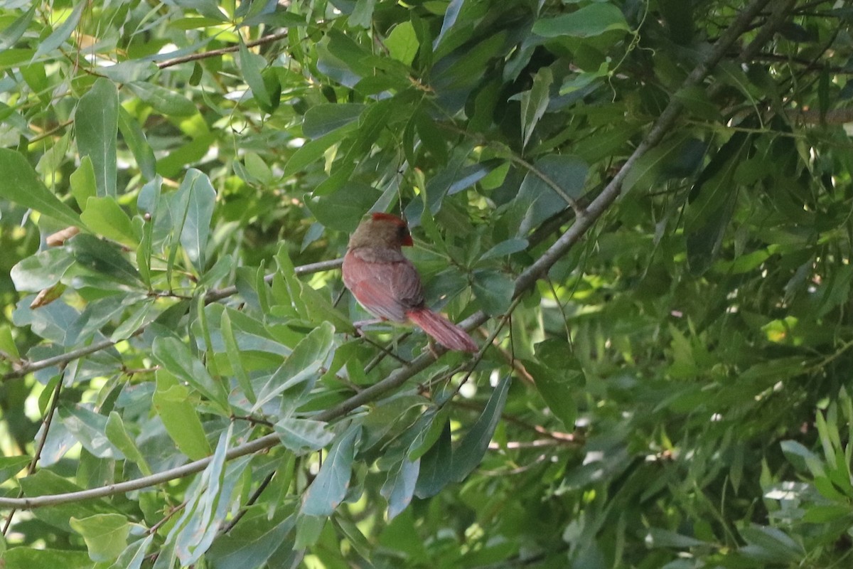 Northern Cardinal - ML638352713