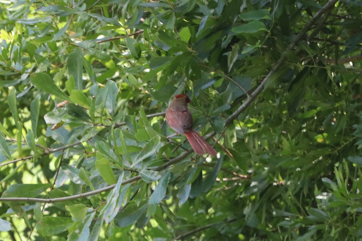 Northern Cardinal - ML638352714