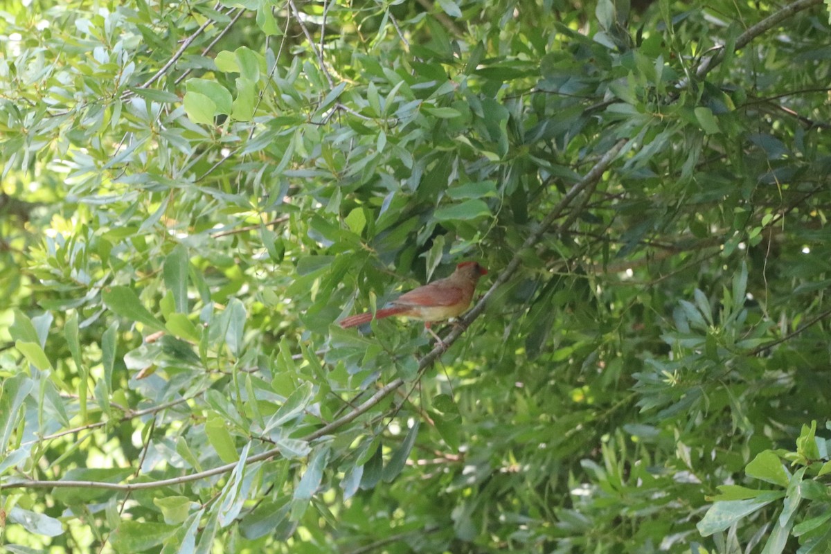 Northern Cardinal - ML638352715
