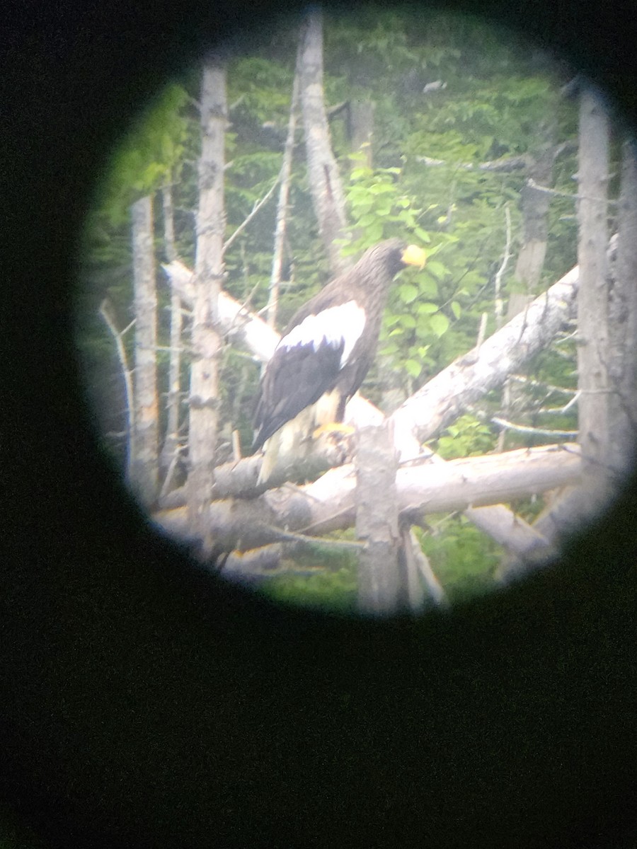 Steller's Sea-Eagle - ML638352724