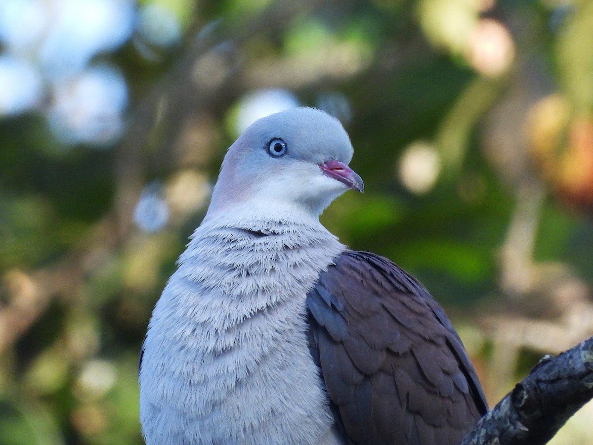 Mountain Imperial-Pigeon - ML638352726