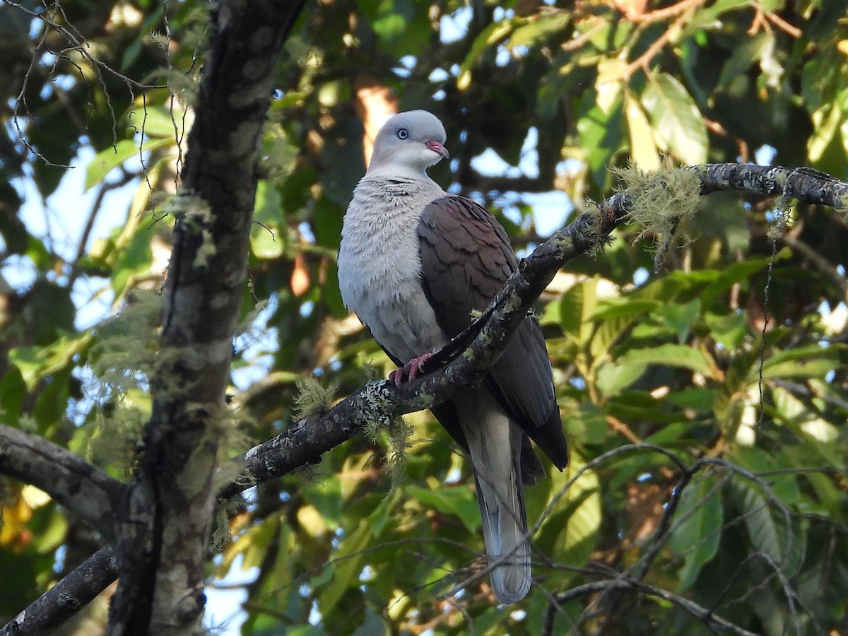 Mountain Imperial-Pigeon - ML638352727