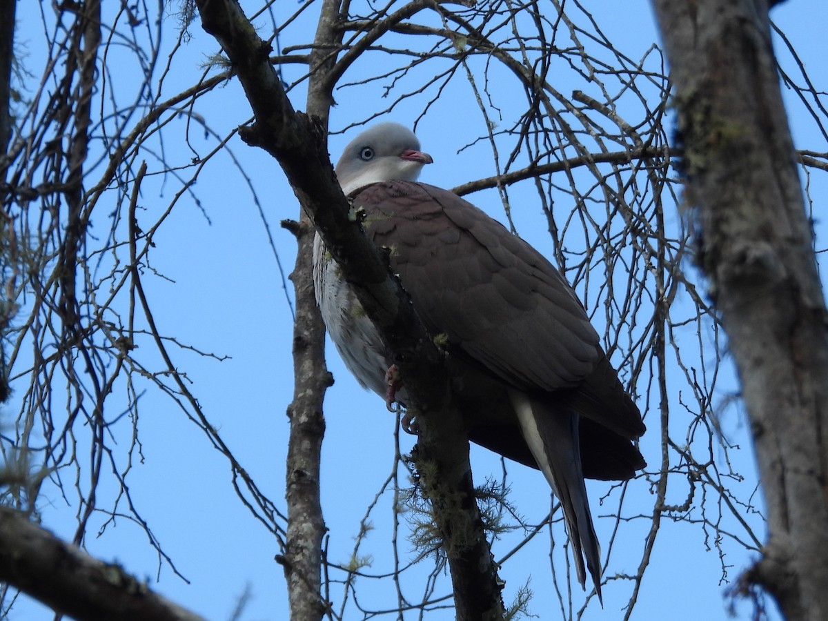 Mountain Imperial-Pigeon - ML638352728