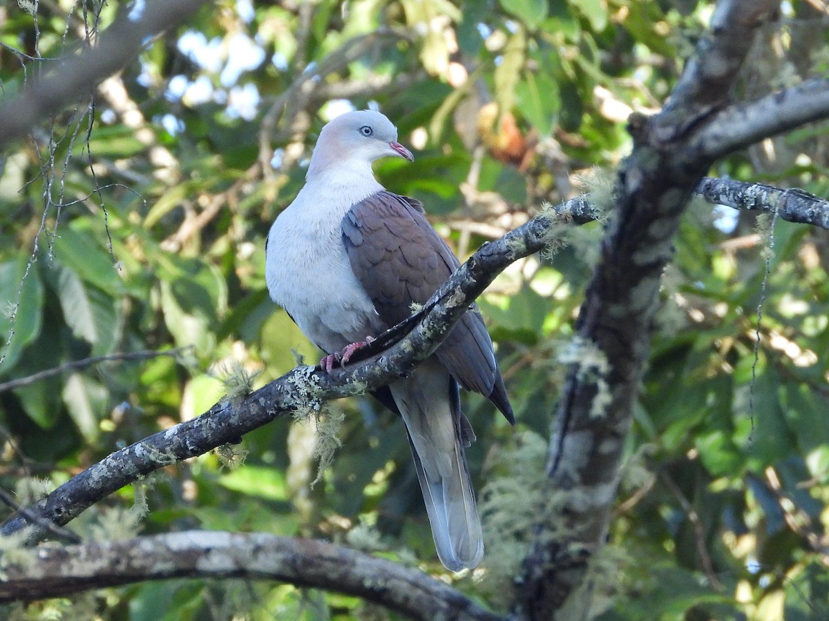 Mountain Imperial-Pigeon - ML638352729