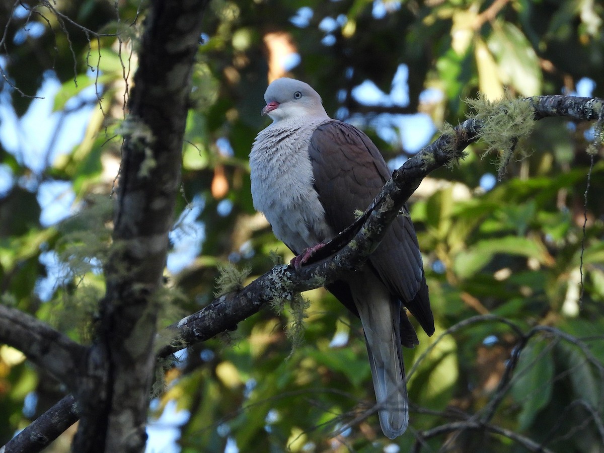 Mountain Imperial-Pigeon - ML638352730