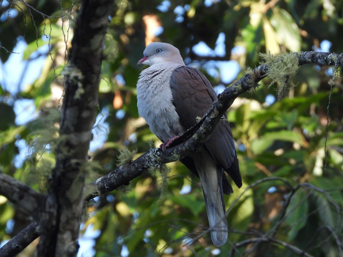 Mountain Imperial-Pigeon - ML638352731