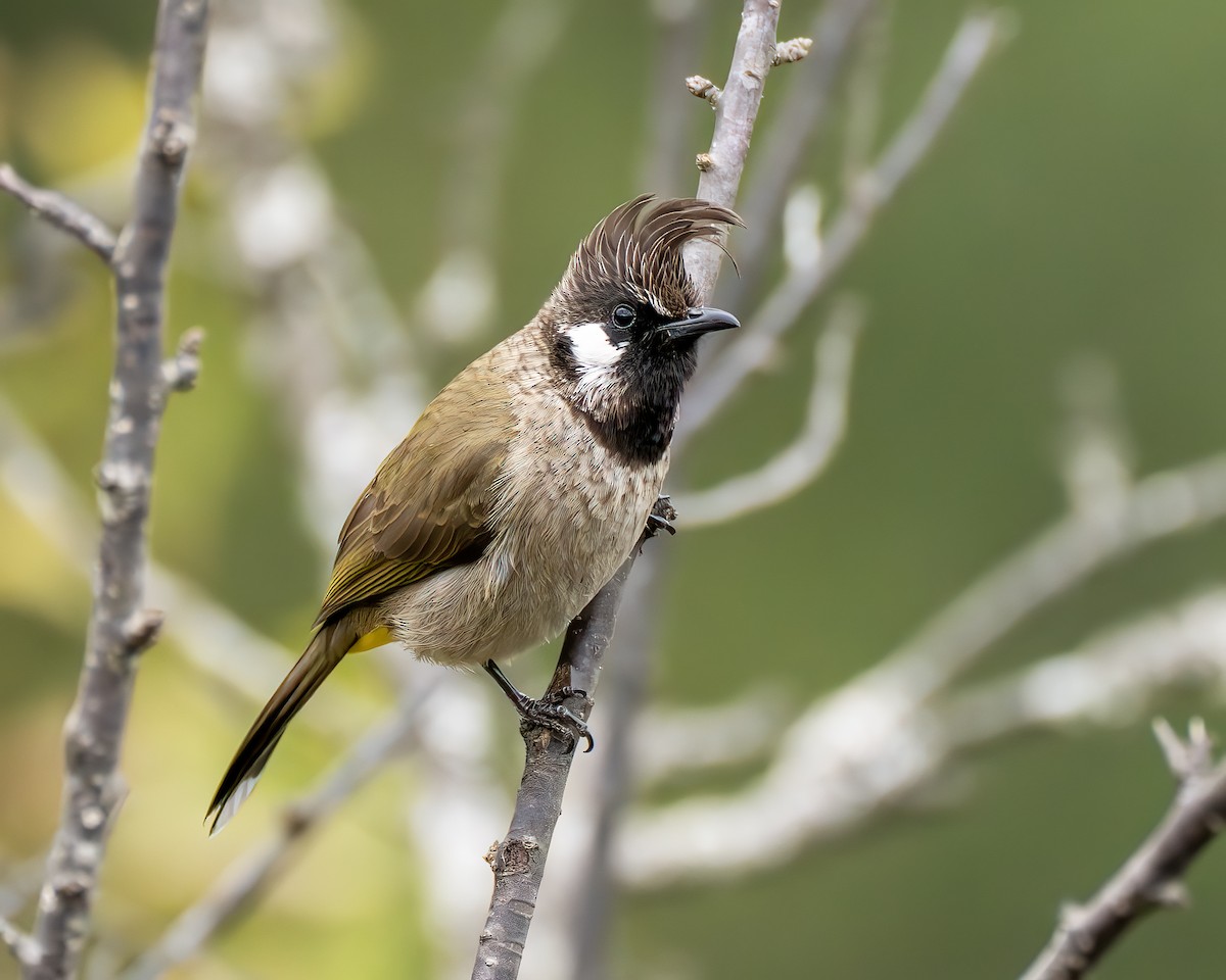 Himalayan Bulbul - ML638352735