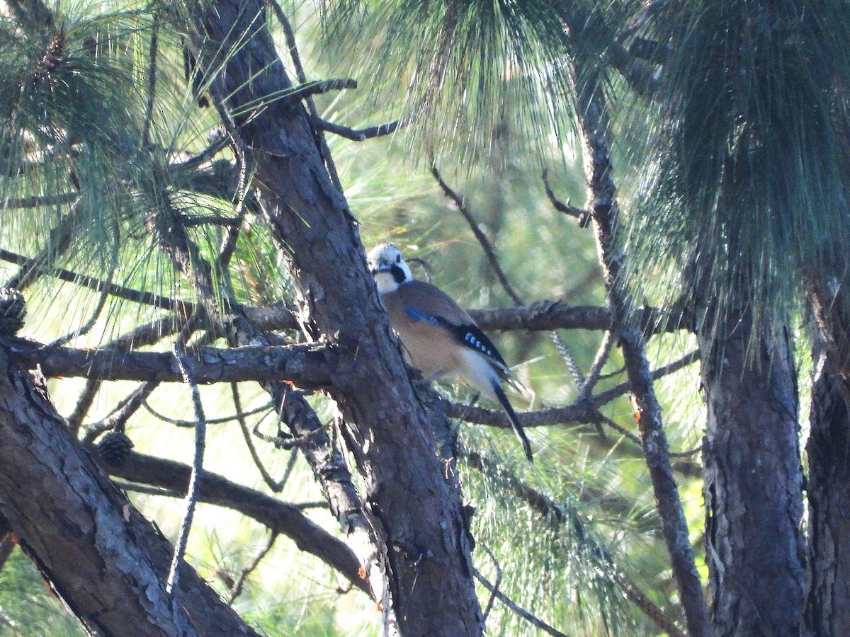 Eskinosoa (leucotis/oatesi) - ML638352757
