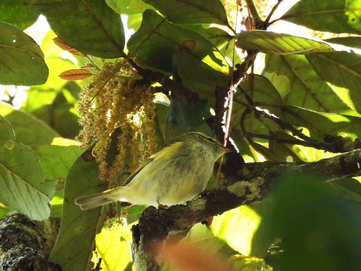 Hume's Warbler - ML638352763